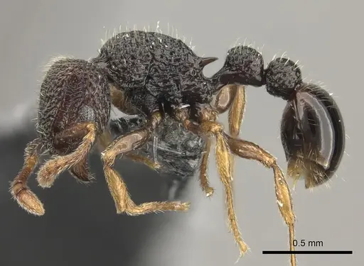 Tetramorium manni specimen CASENT0183012 image casent0183012_3