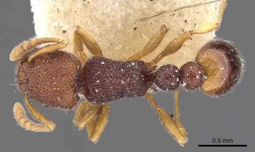 Tetramorium manni specimen CASENT0901059 image casent0901059_1