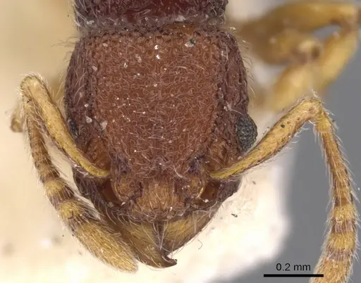Tetramorium manni specimen CASENT0901059 image casent0901059_2