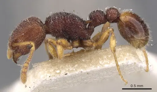 Tetramorium manni specimen CASENT0901059 image casent0901059_3