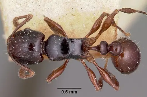 Tetramorium marginatum specimen CASENT0101287 image casent0101287_1