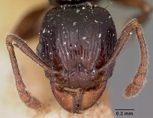 Tetramorium marginatum specimen CASENT0101287 image casent0101287_2