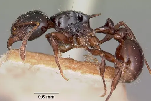 Tetramorium marginatum specimen CASENT0101287 image casent0101287_3