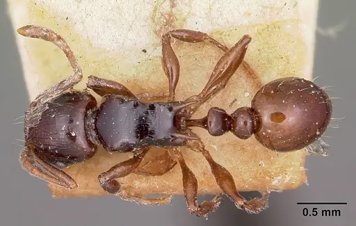 Tetramorium marginatum specimen CASENT0101288 image casent0101288_1