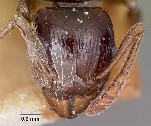 Tetramorium marginatum specimen CASENT0101288 image casent0101288_2