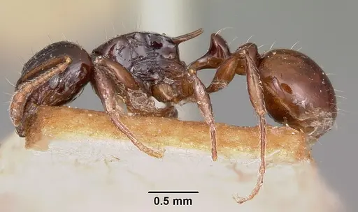 Tetramorium marginatum specimen CASENT0101288 image casent0101288_3