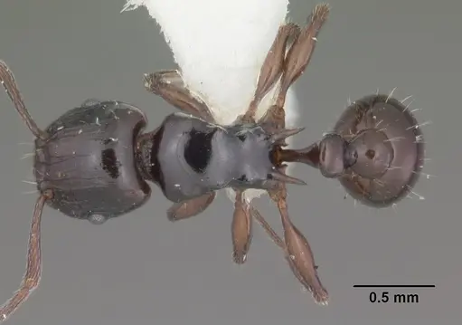 Tetramorium marginatum specimen CASENT0102398 image casent0102398_1