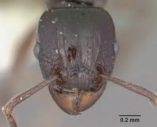 Tetramorium marginatum specimen CASENT0102398 image casent0102398_2