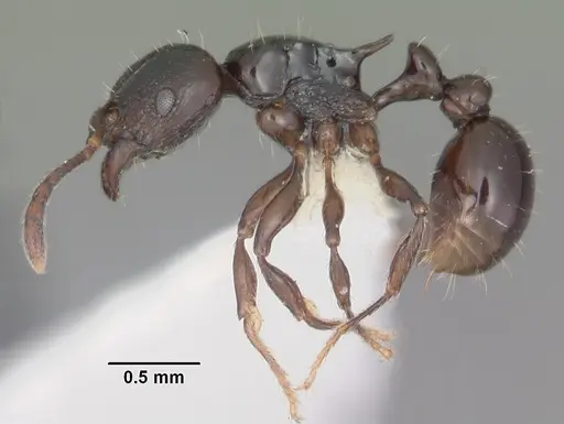 Tetramorium marginatum specimen CASENT0102398 image casent0102398_3
