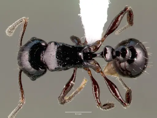 Tetramorium marginatum specimen CASENT0414946 image casent0414946_1