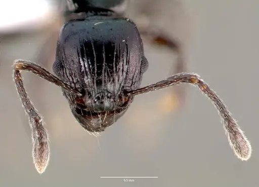 Tetramorium marginatum specimen CASENT0414946 image casent0414946_2