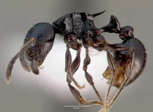 Tetramorium marginatum specimen CASENT0414946 image casent0414946_3