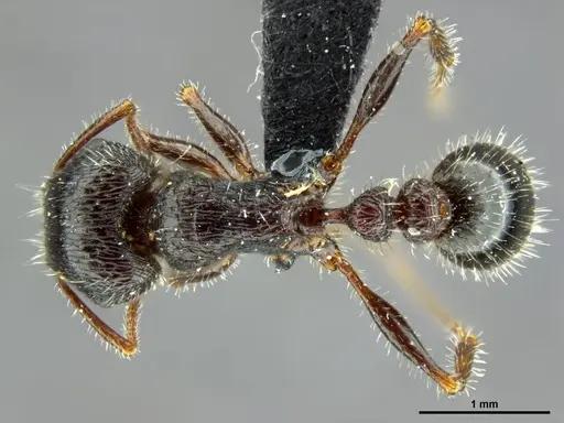 Tetramorium margueriteae specimen SAM-HYM-C019839 image sam-hym-c019839_1