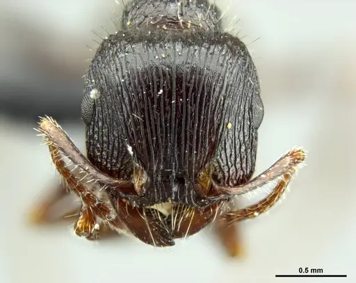 Tetramorium margueriteae specimen SAM-HYM-C019839 image sam-hym-c019839_2