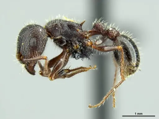 Tetramorium margueriteae specimen SAM-HYM-C019839 image sam-hym-c019839_3