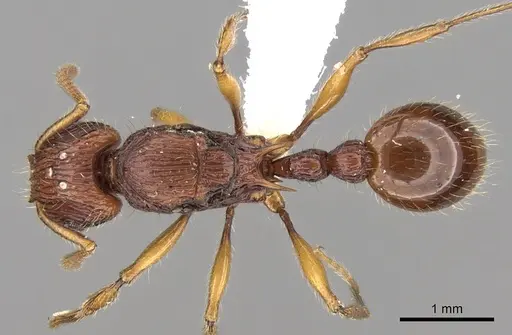 Tetramorium marojejy specimen CASENT0189213 image casent0189213_1