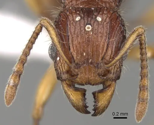 Tetramorium marojejy specimen CASENT0189213 image casent0189213_2