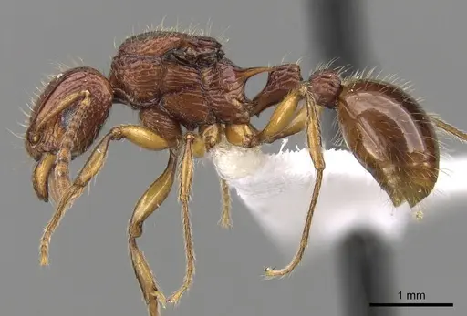 Tetramorium marojejy specimen CASENT0189213 image casent0189213_3