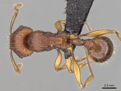 Tetramorium marojejy specimen CASENT0247334 image casent0247334_1