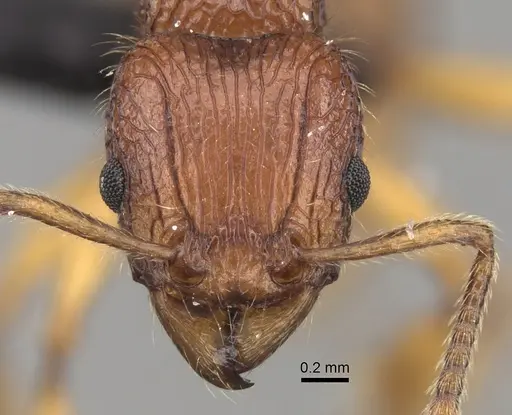 Tetramorium marojejy specimen CASENT0247334 image casent0247334_2