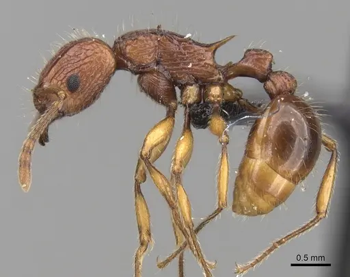 Tetramorium marojejy specimen CASENT0247334 image casent0247334_3