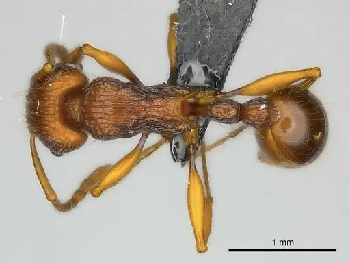 Tetramorium marojejy specimen CASENT0499784 image casent0499784_1
