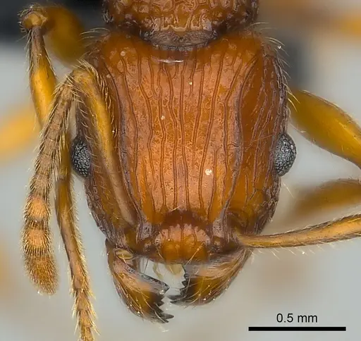 Tetramorium marojejy specimen CASENT0499784 image casent0499784_2