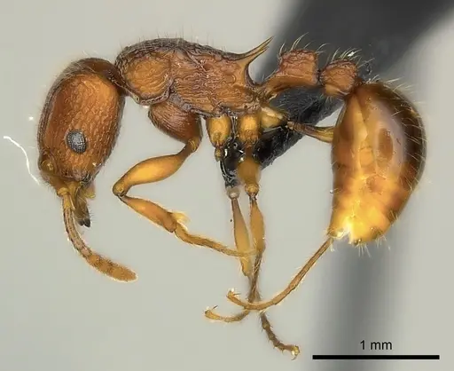 Tetramorium marojejy specimen CASENT0499784 image casent0499784_3