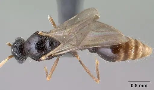 Tetramorium mars specimen CASENT0134555 image casent0134555_1