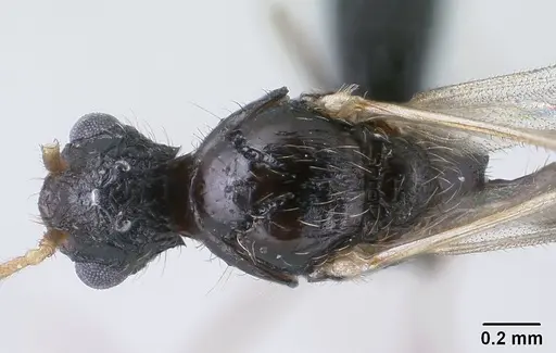 Tetramorium mars specimen CASENT0134555 image casent0134555_2