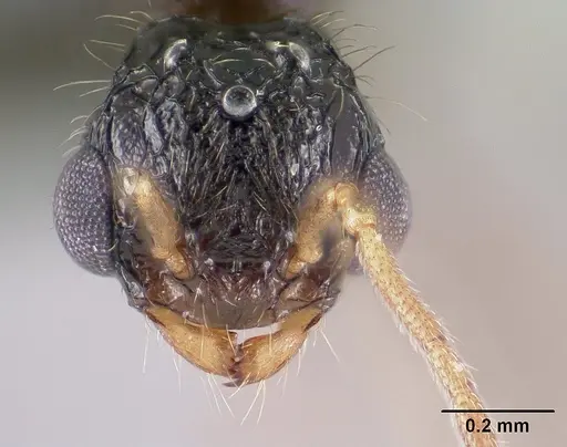 Tetramorium mars specimen CASENT0134555 image casent0134555_3