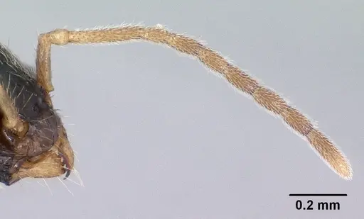 Tetramorium mars specimen CASENT0134555 image casent0134555_4