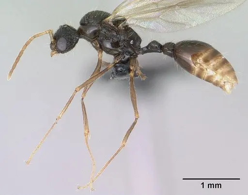 Tetramorium mars specimen CASENT0134555 image casent0134555_5