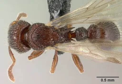 Tetramorium mars specimen CASENT0134584 image casent0134584_1