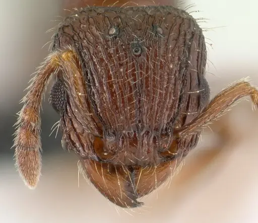 Tetramorium mars specimen CASENT0134584 image casent0134584_2
