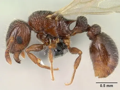 Tetramorium mars specimen CASENT0134584 image casent0134584_3