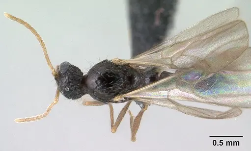Tetramorium mars specimen CASENT0144888 image casent0144888_1