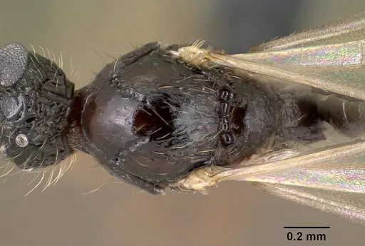 Tetramorium mars specimen CASENT0144888 image casent0144888_2