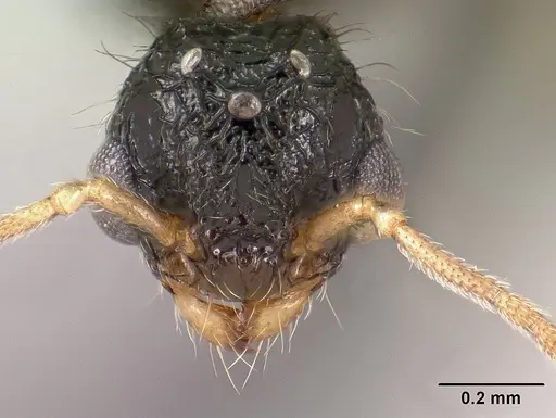 Tetramorium mars specimen CASENT0144888 image casent0144888_3