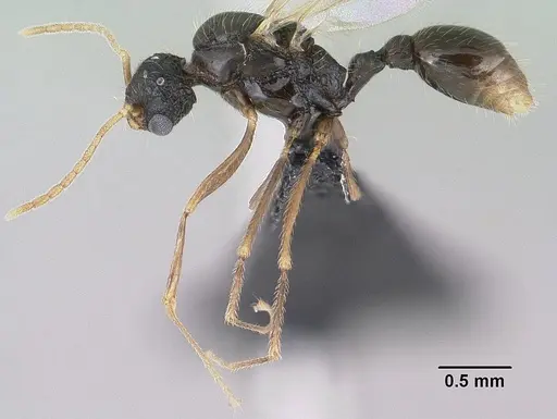 Tetramorium mars specimen CASENT0144888 image casent0144888_4