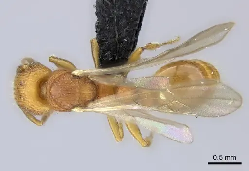 Tetramorium mars specimen CASENT0444316 image casent0444316_1