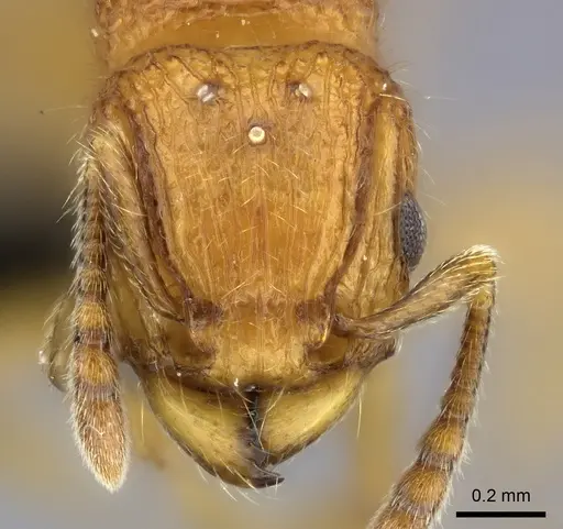 Tetramorium mars specimen CASENT0444316 image casent0444316_2