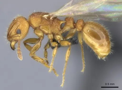 Tetramorium mars specimen CASENT0444316 image casent0444316_3