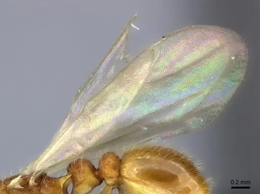 Tetramorium mars specimen CASENT0444316 image casent0444316_4