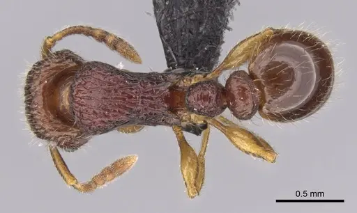 Tetramorium mars specimen CASENT0474279 image casent0474279_1