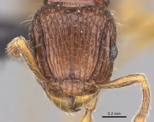 Tetramorium mars specimen CASENT0474279 image casent0474279_2