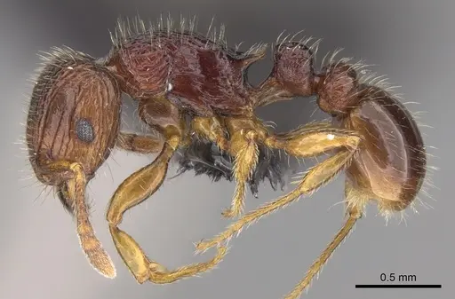 Tetramorium mars specimen CASENT0474279 image casent0474279_3