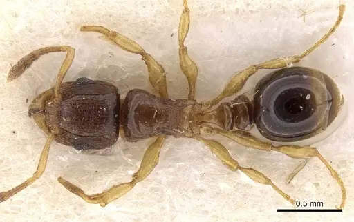Tetramorium matopoense specimen CASENT0280909 image casent0280909_1