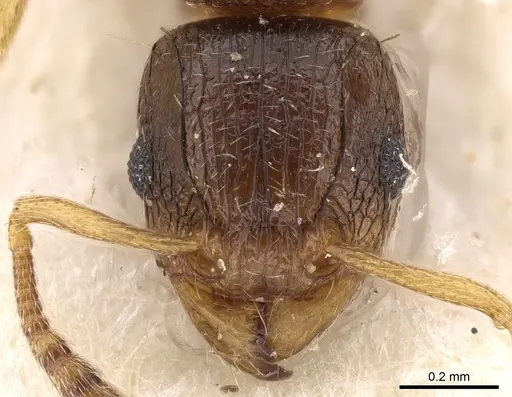 Tetramorium matopoense specimen CASENT0280909 image casent0280909_2