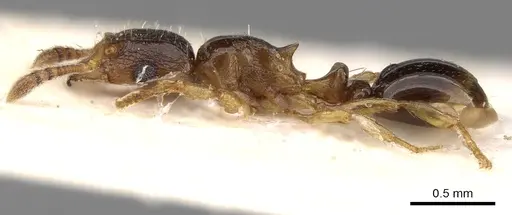 Tetramorium matopoense specimen CASENT0280909 image casent0280909_3